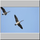 Branta canadensis - Kanadagans 03 Sundermannsee.jpg